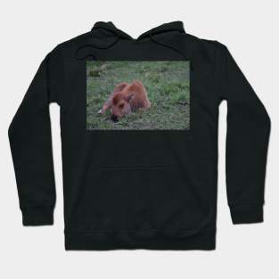 Sleeping Bison Calf Hoodie